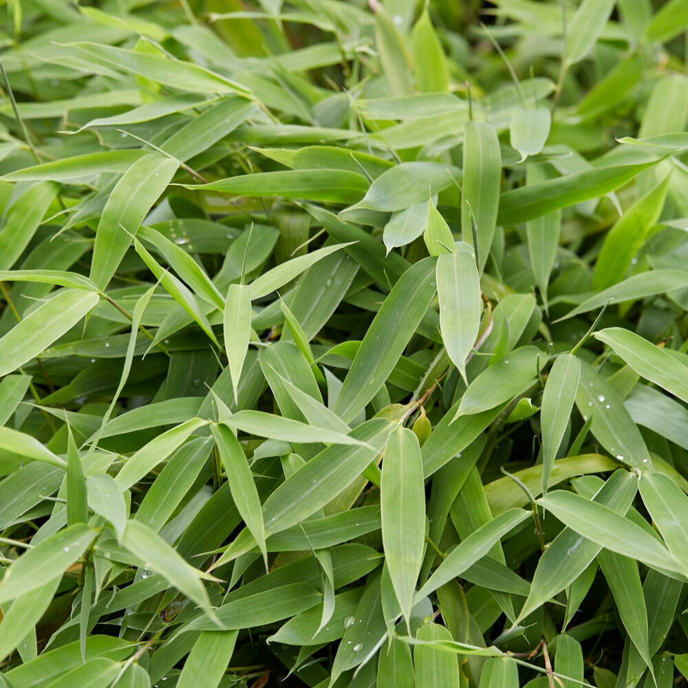 Fargesia murielae - Bambou vert non-traçant - Bambou non invasif