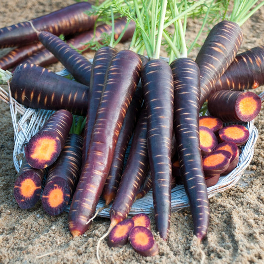 Carotte Purple haze F1 - Bakker