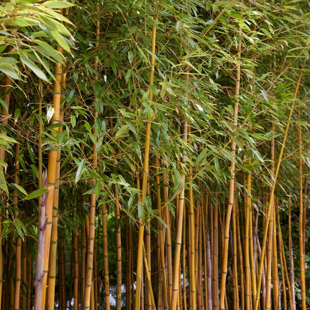 Vente Bambou traçant panaché - Phyllostachys aureosulcata spectabilis