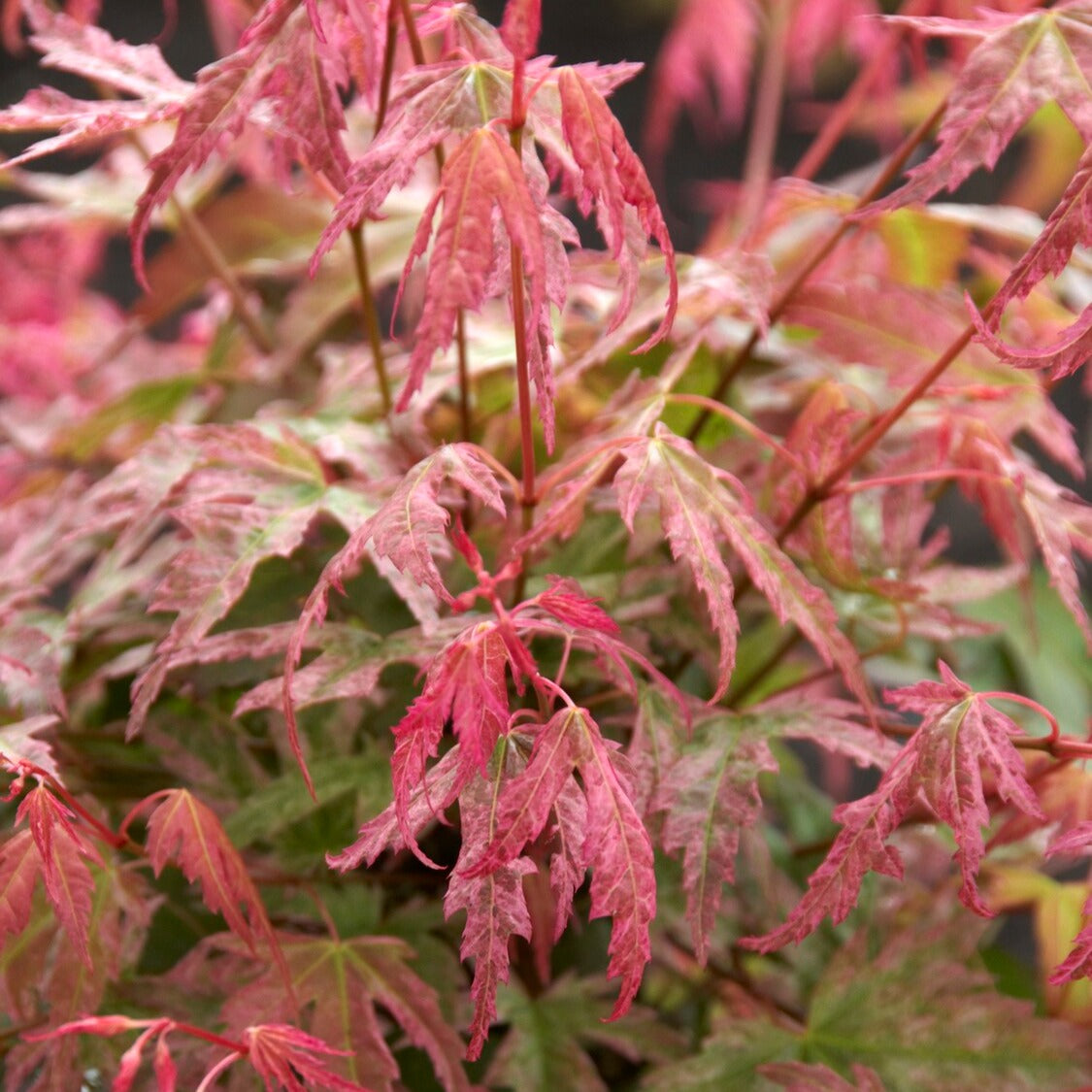 Erable du Japon Phoenix - Acer palmatum phoenix - Bakker