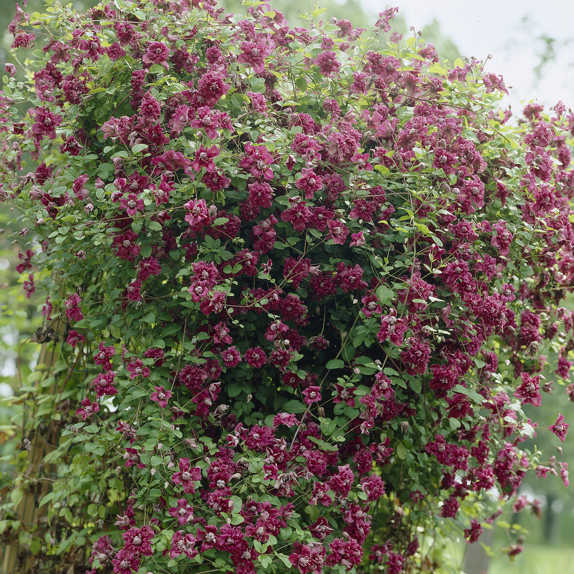 Vente Clématite double pourpre - Clematis viticella Purpurea Plena Elegans