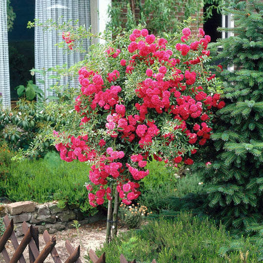 Bakker - Rosier pleureur Excelsa sur tige - Rosa wichuraiana excelsa