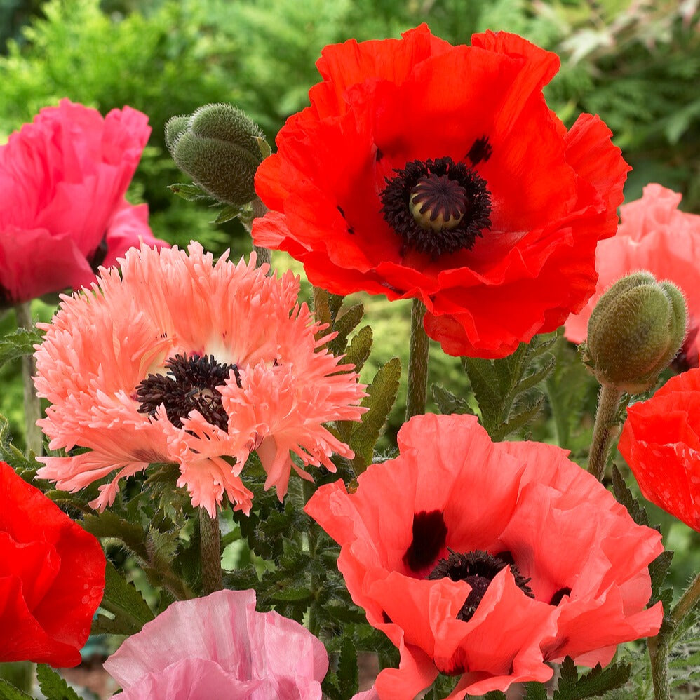 3 Pavots en mélange - Bakker