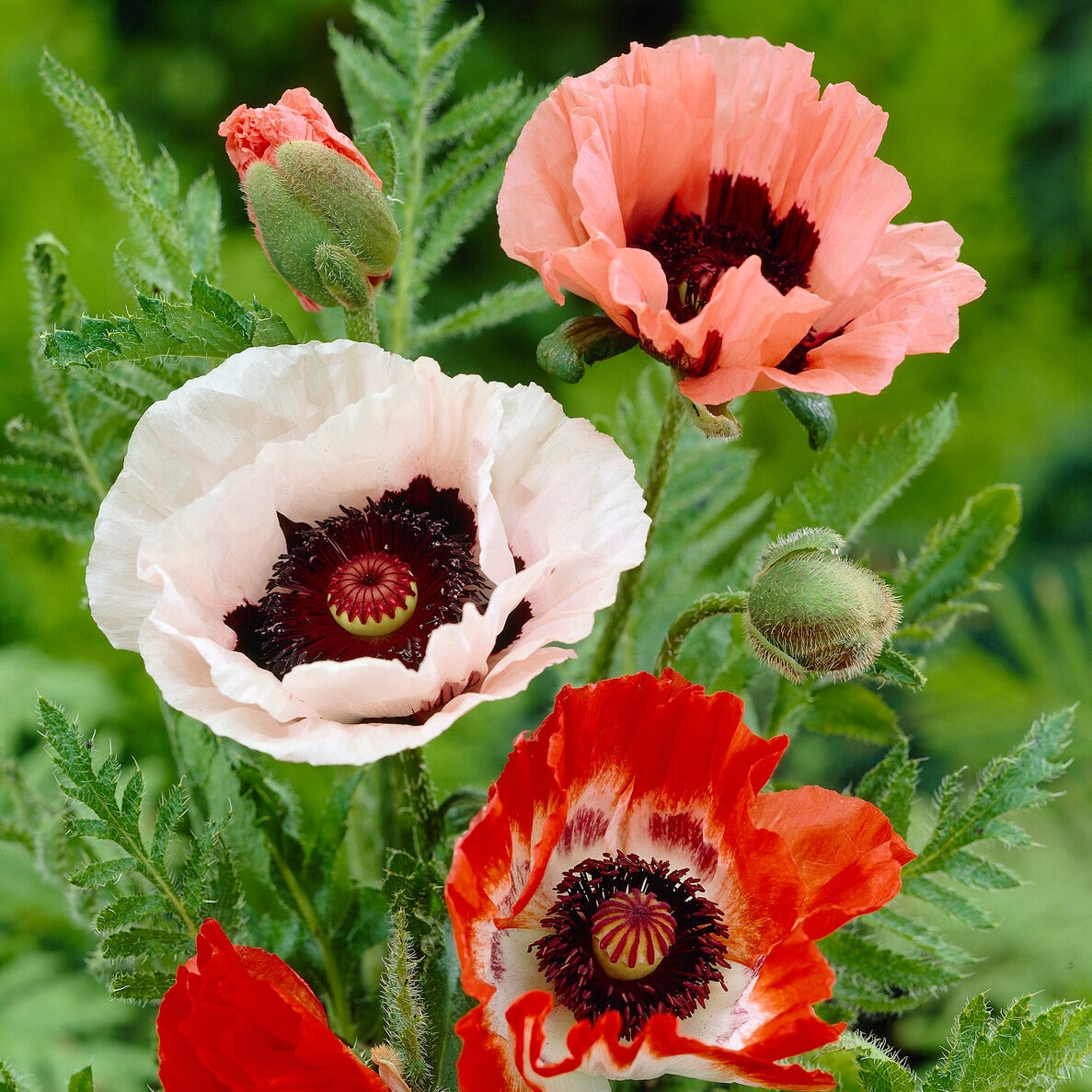 Papaver orientale - 3 Pavots en mélange - Plantes vivaces