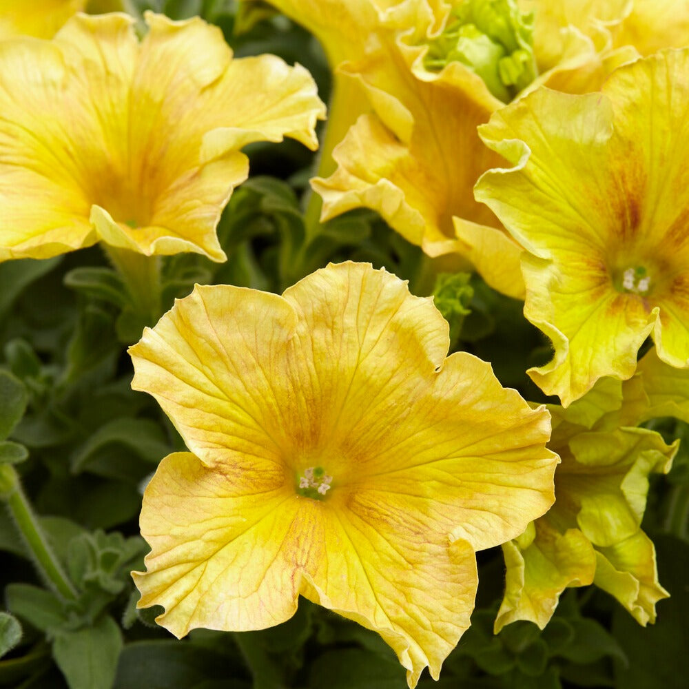 3 Pétunias géants jaunes - Petunia Happy Giant Yellow - Bakker