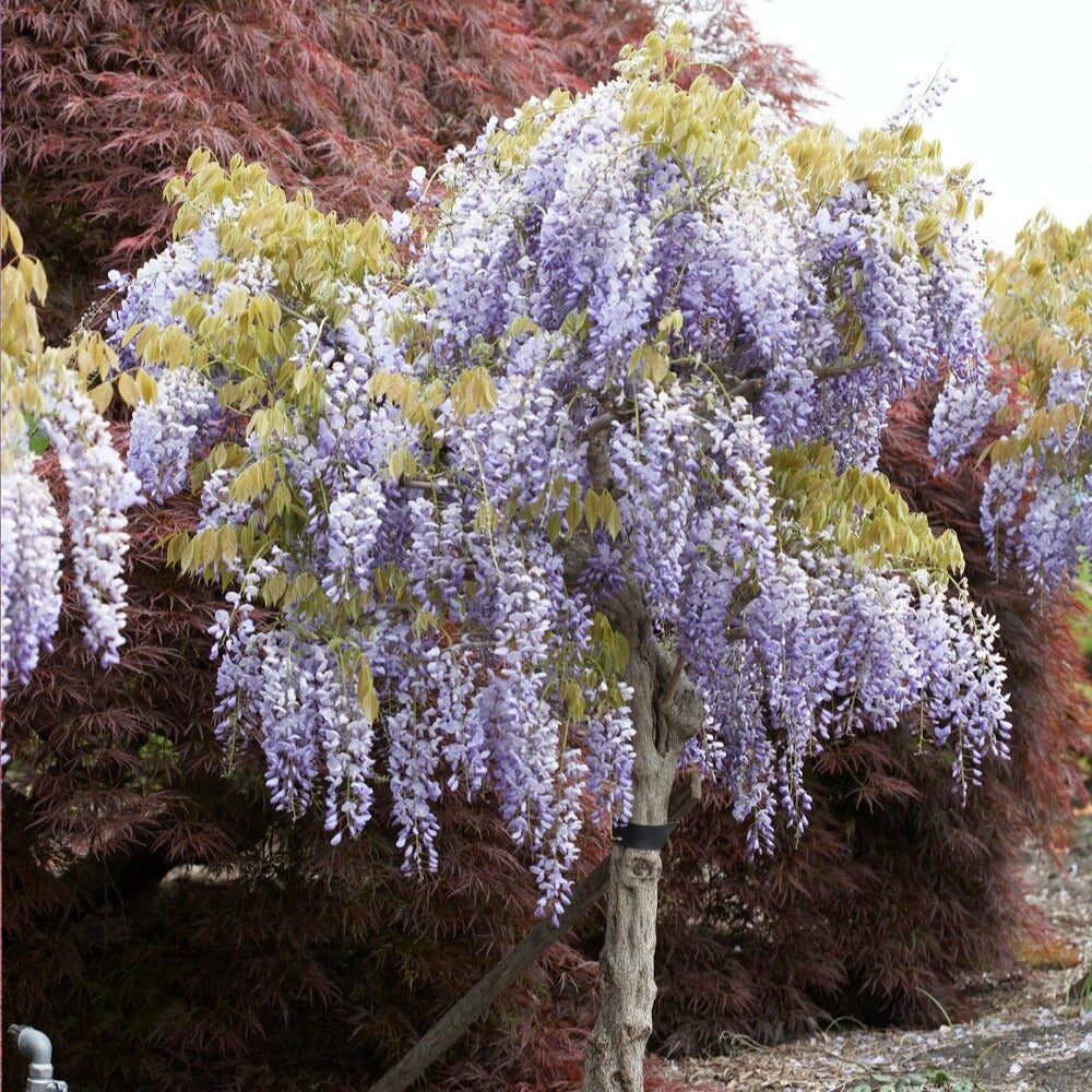 Glycine bleue sur tige - Wisteria sinensis - Bakker