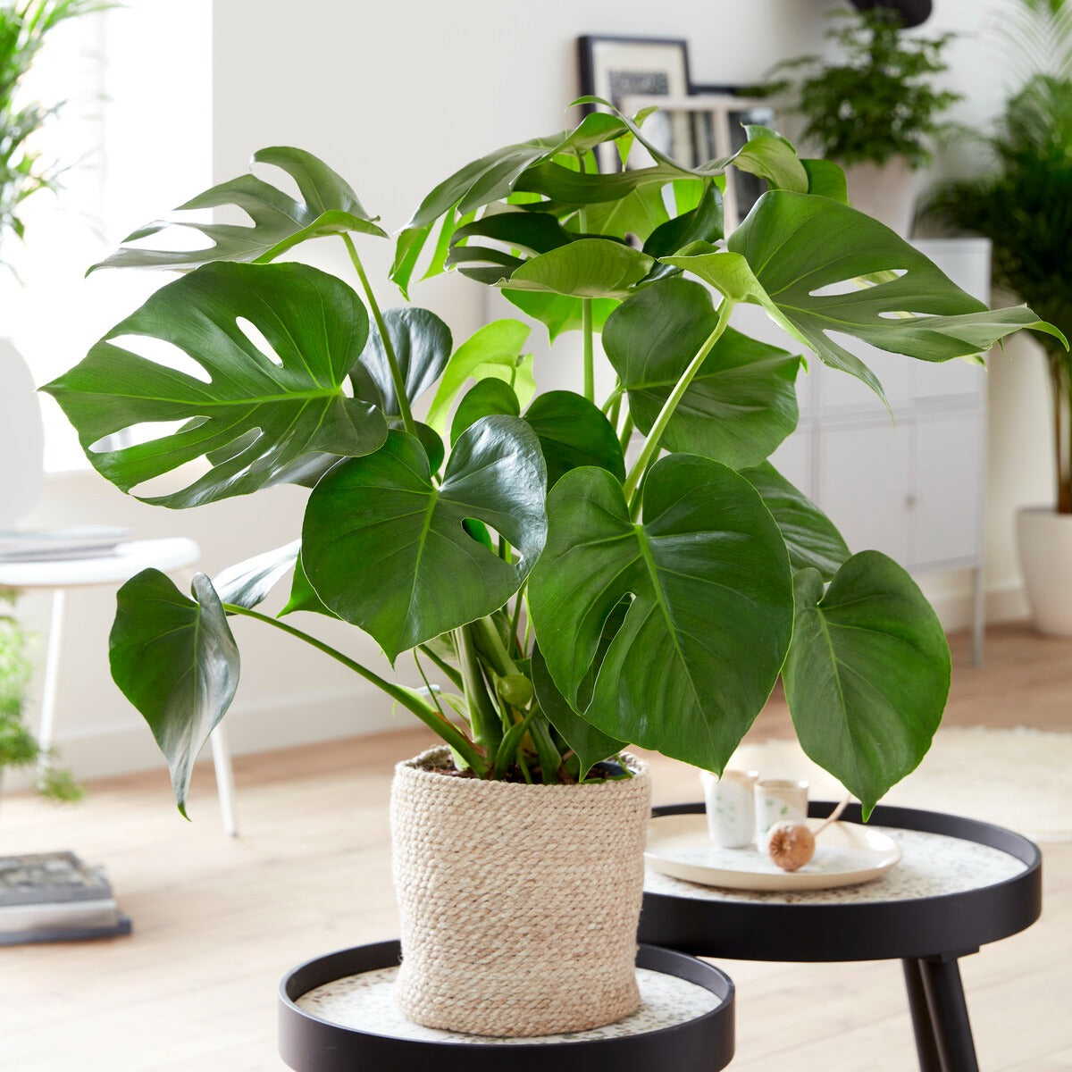 monstera plante Philodendron Monstera deliciosa