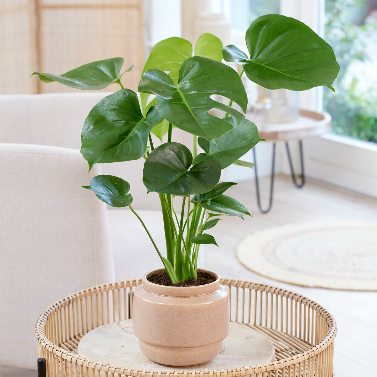 fleur monstera deliciosa Philodendron Monstera deliciosa