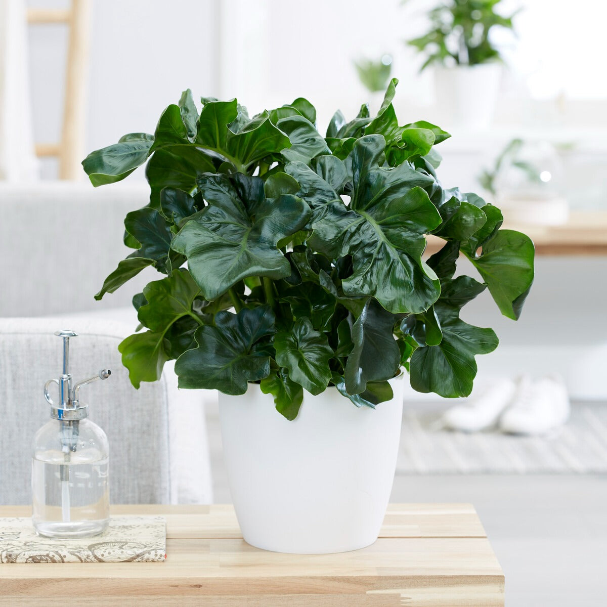 philodendron atom entretien Philodendron Monstera Atom