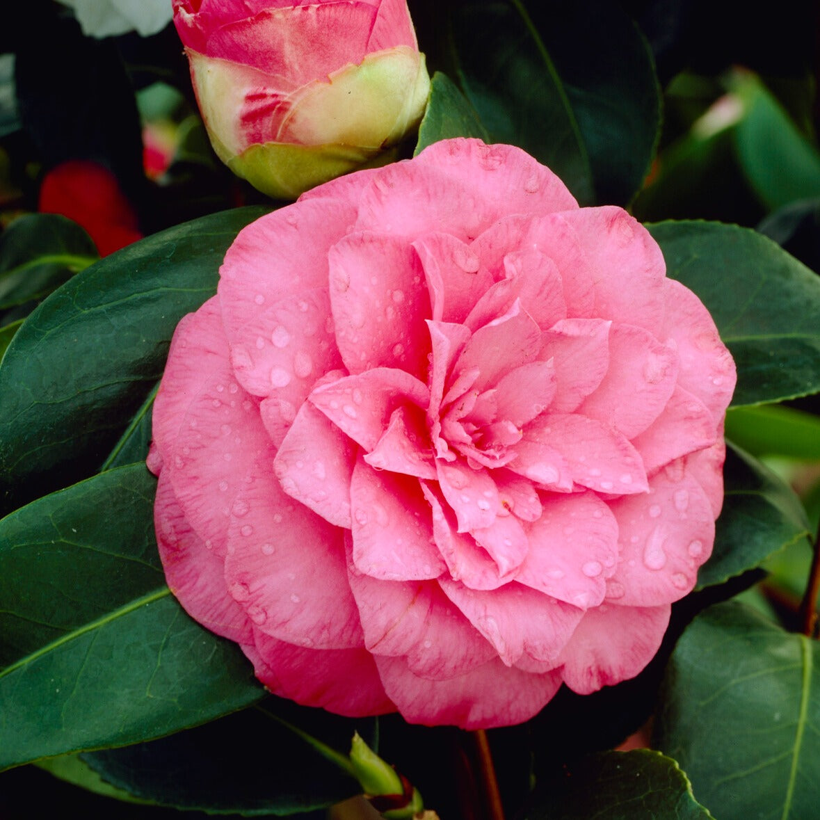 Vente Camélia du Japon à fleurs doubles roses - Camellia Mathotiana rosea