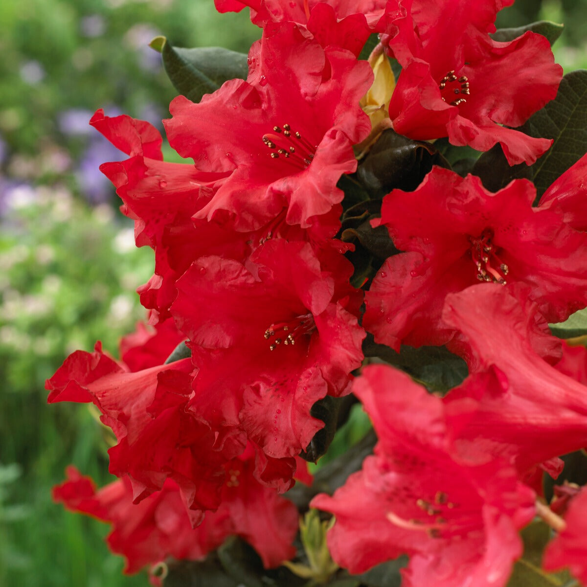 Rhododendron - Rhododendron compact Baden Baden - Rhododendron Baden Baden