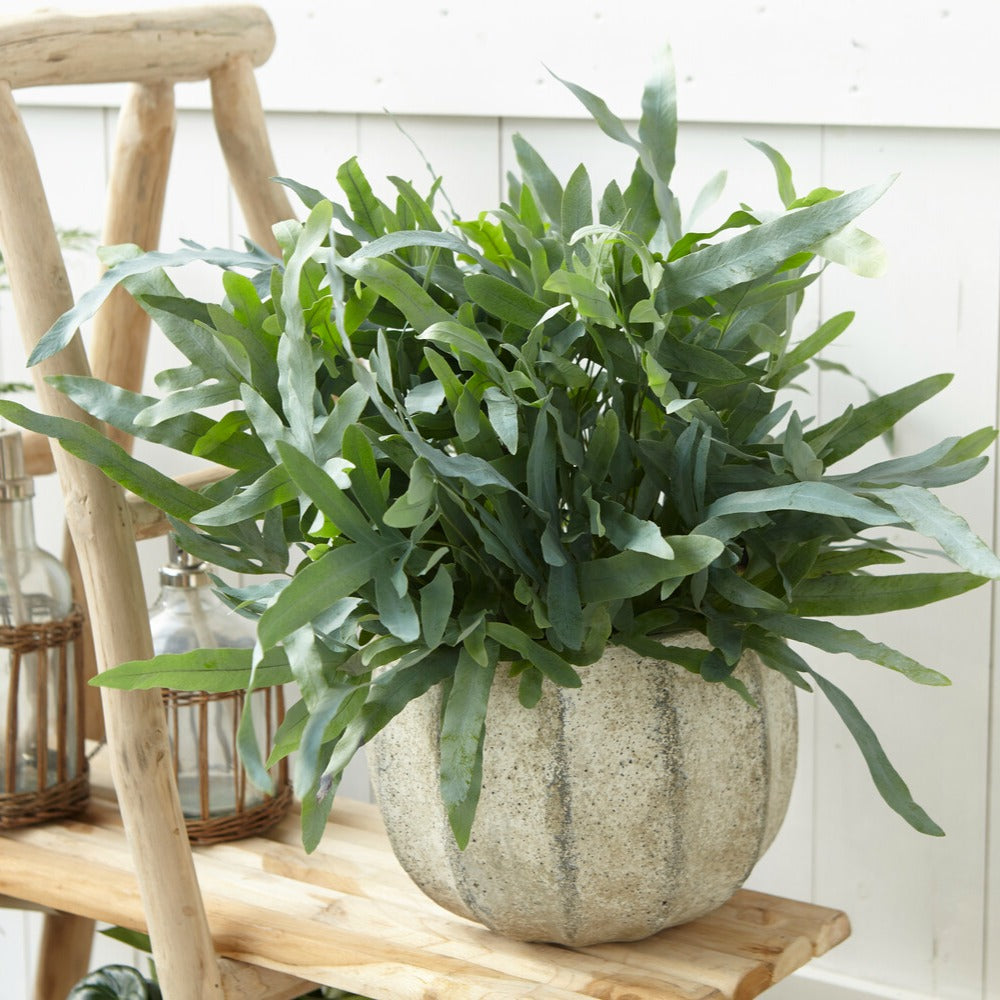 Phlebodium blue star - Fougère 'Blue Star' - Plantes d'intérieur