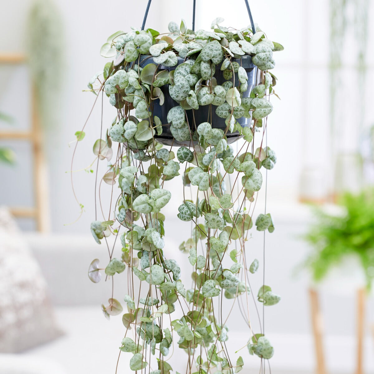 Ceropegia woodii - Chaîne des cœurs - Plantes grasses d'intérieur