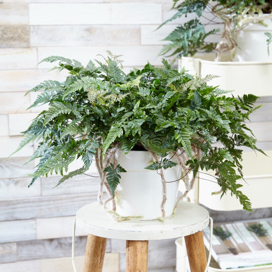 Fougère patte de lapin - Bakker