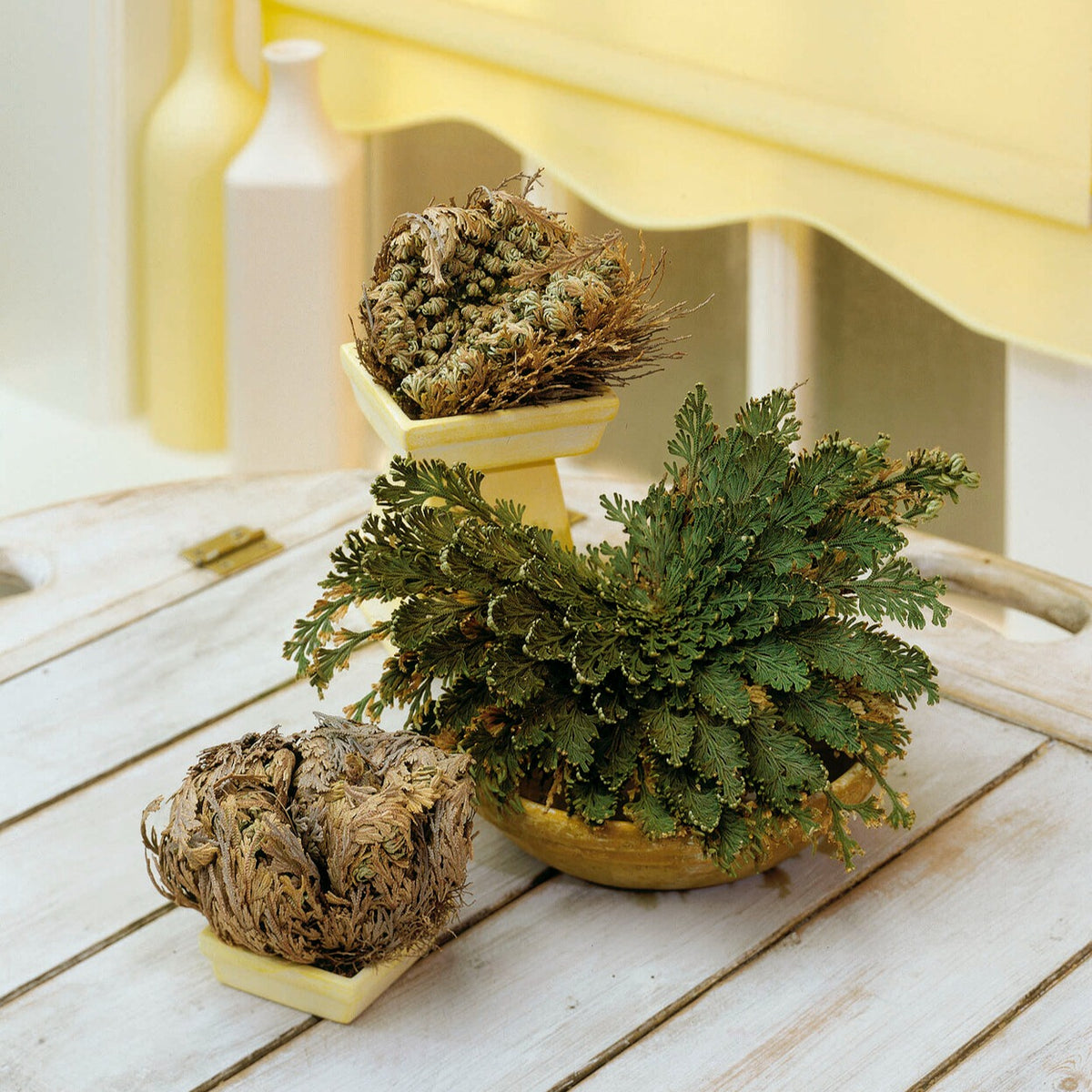 Rose de Jéricho - Selaginella lepidophylla - Bakker