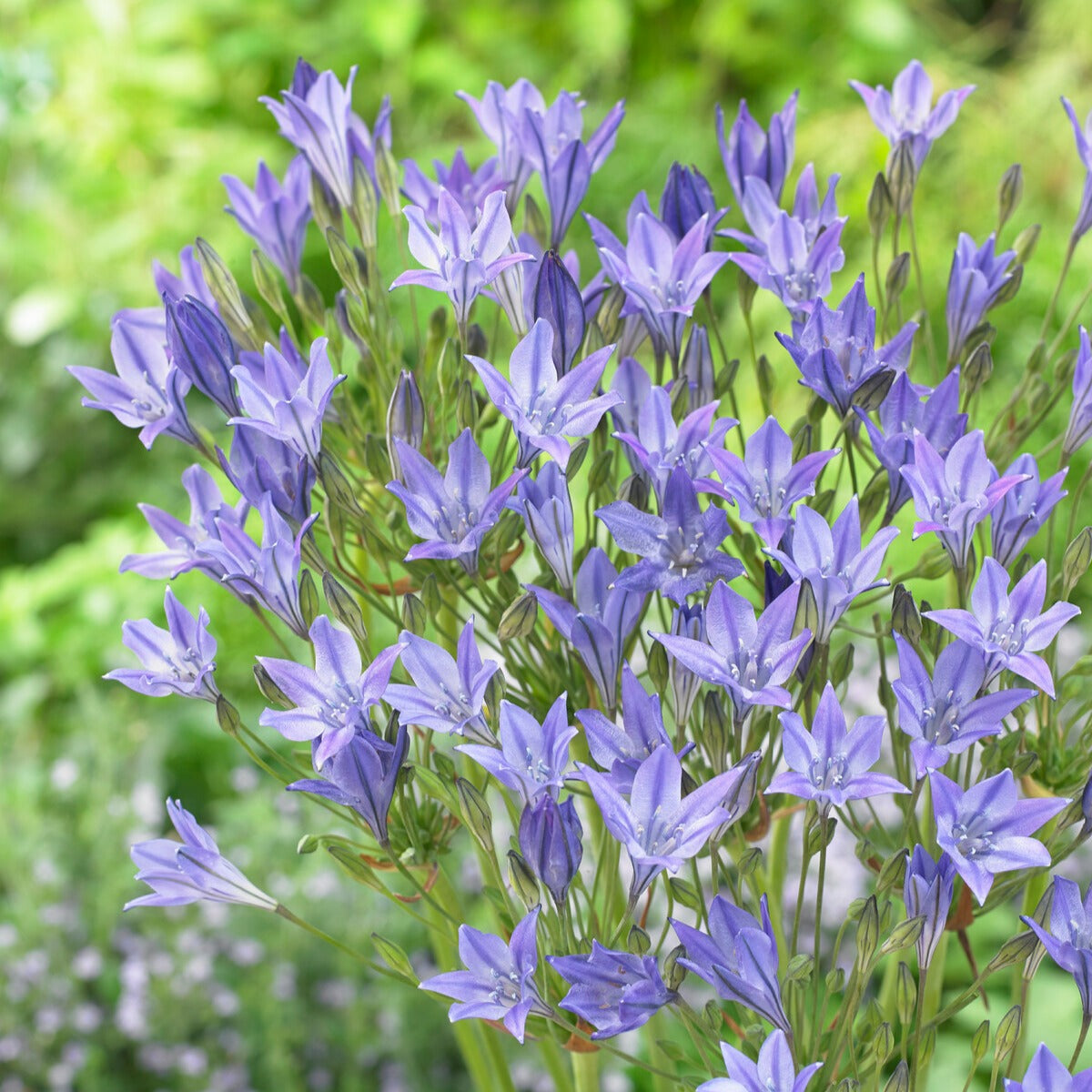 Anemone, Brodiae, Gladiolus, Sparaxis, Freesia, Acidanthera - Pack de 312 bulbes - Packs de bulbes de fleurs