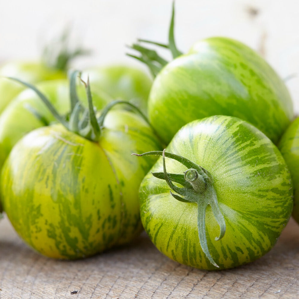 Tomate Green Zebra - Lycopersicon lycopersicum Green Zebra - Bakker
