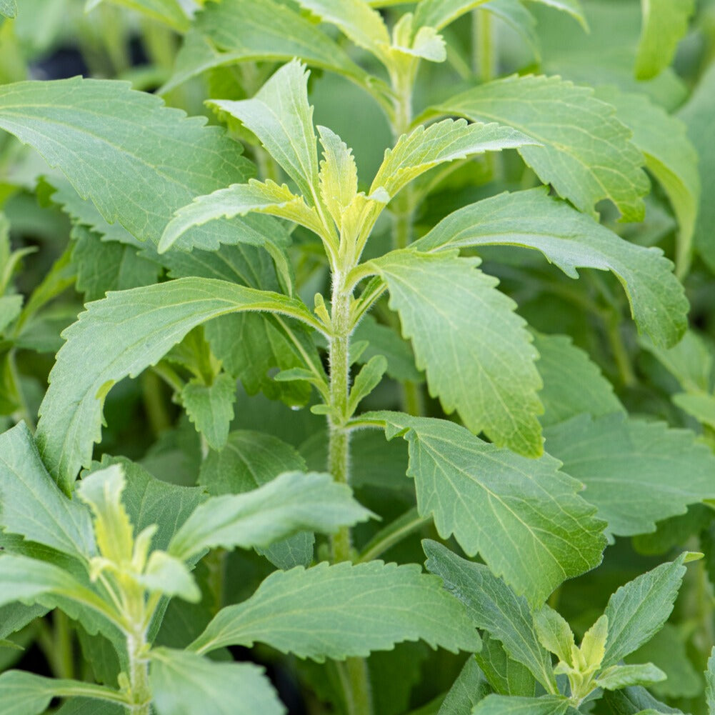 Stevia - Herbe à sucre - Bakker