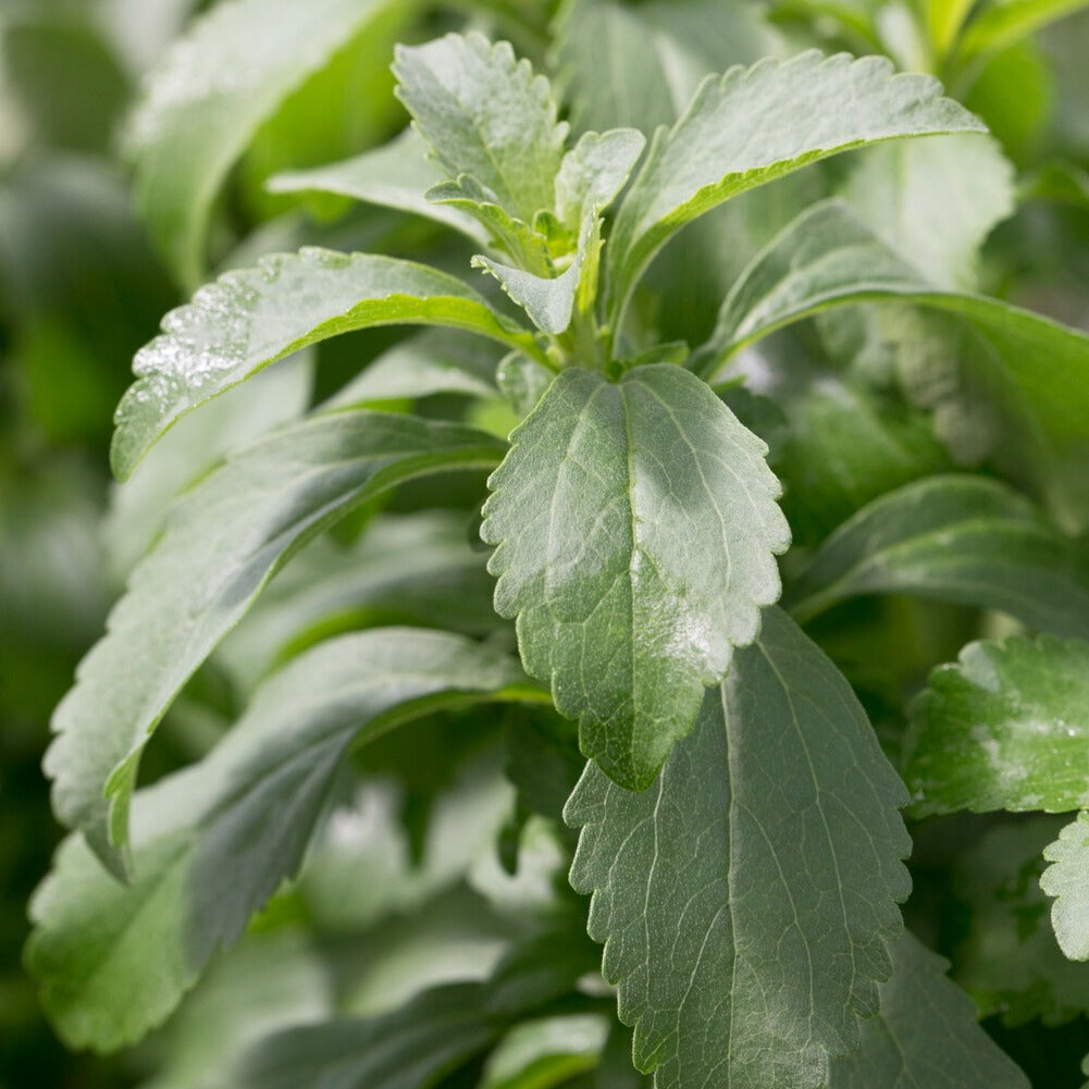 Stevia - Herbe à sucre - Stevia rebaudiana - Bakker
