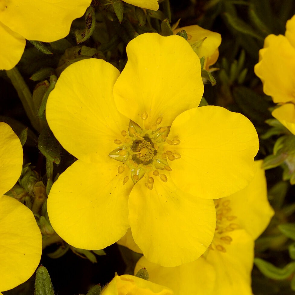 Potentilla fruticosa Goldfinger - Potentille Goldfinger - Arbustes fleuris