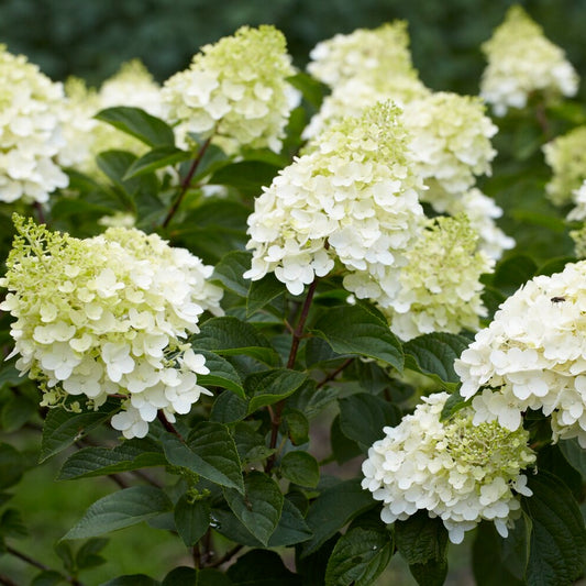 Hortensia paniculé 'Silver Dollar' - Bakker