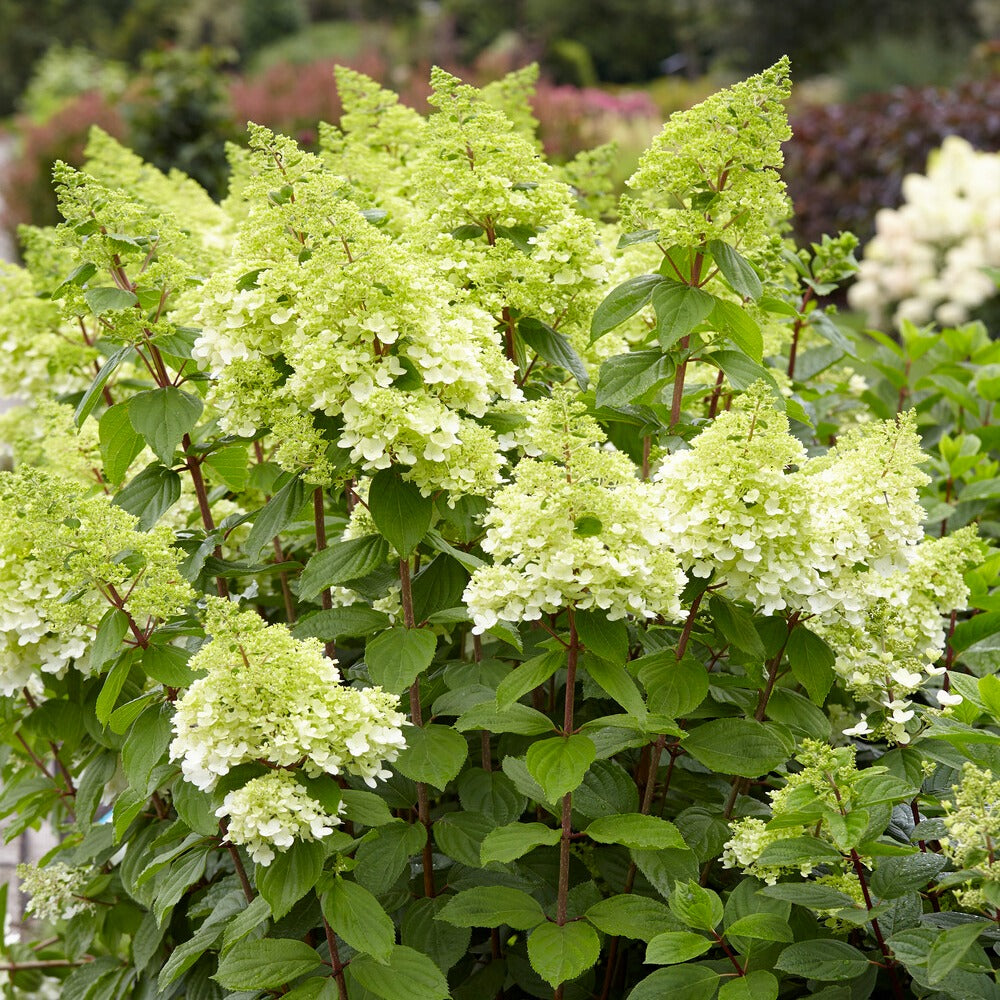 Hortensia paniculé Magical® Moonlight - Bakker