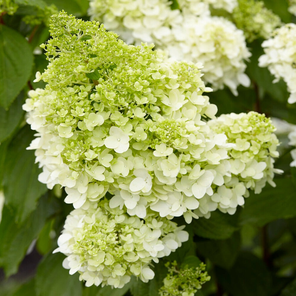Hortensia paniculé Magical® Moonlight - Hydrangea paniculata magical ® moonlight - Bakker