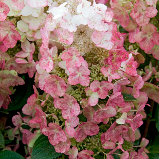 Hortensia paniculé Magical ® Fire - Bakker