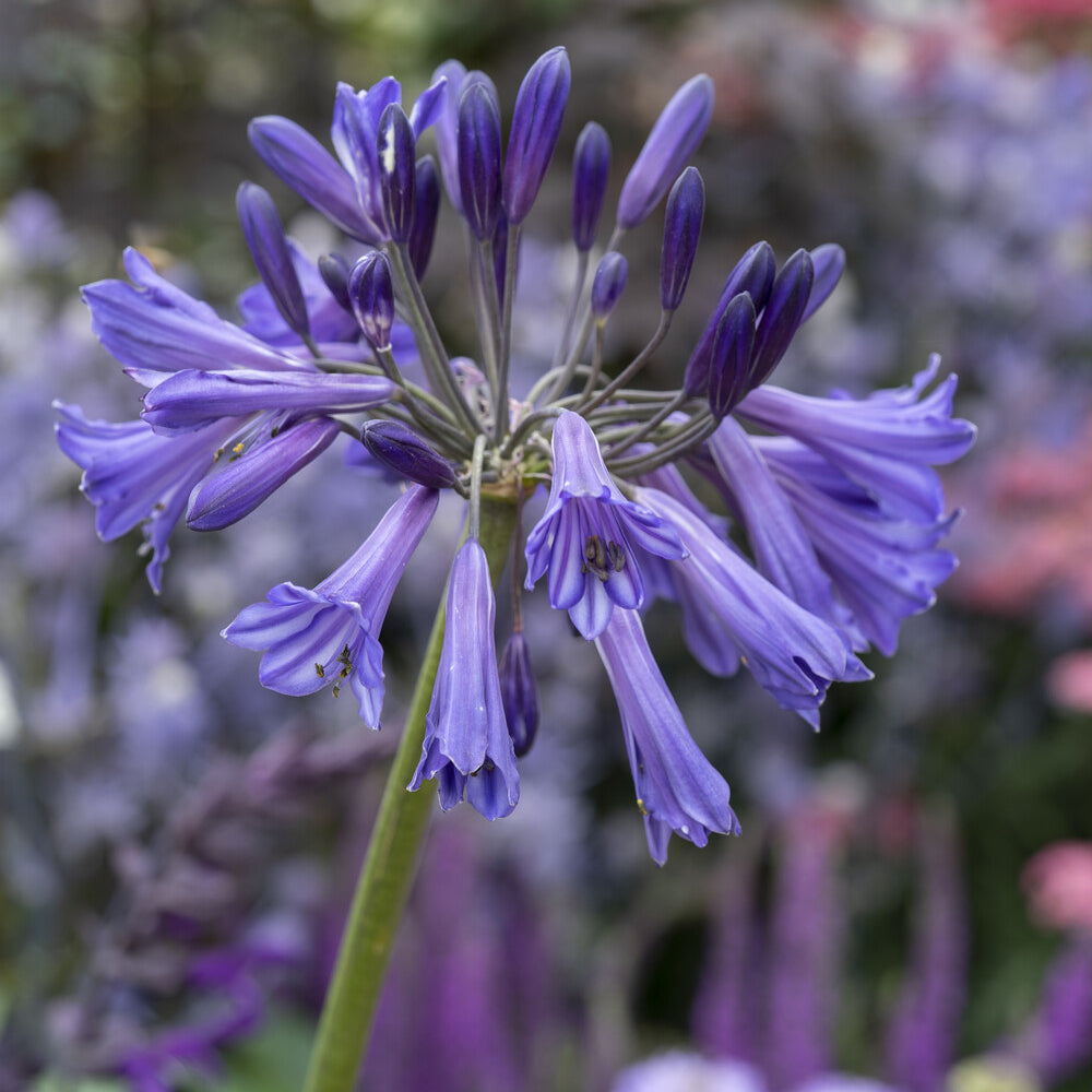 Agapanthe Black Pantha - Agapanthus Black Pantha - Bakker