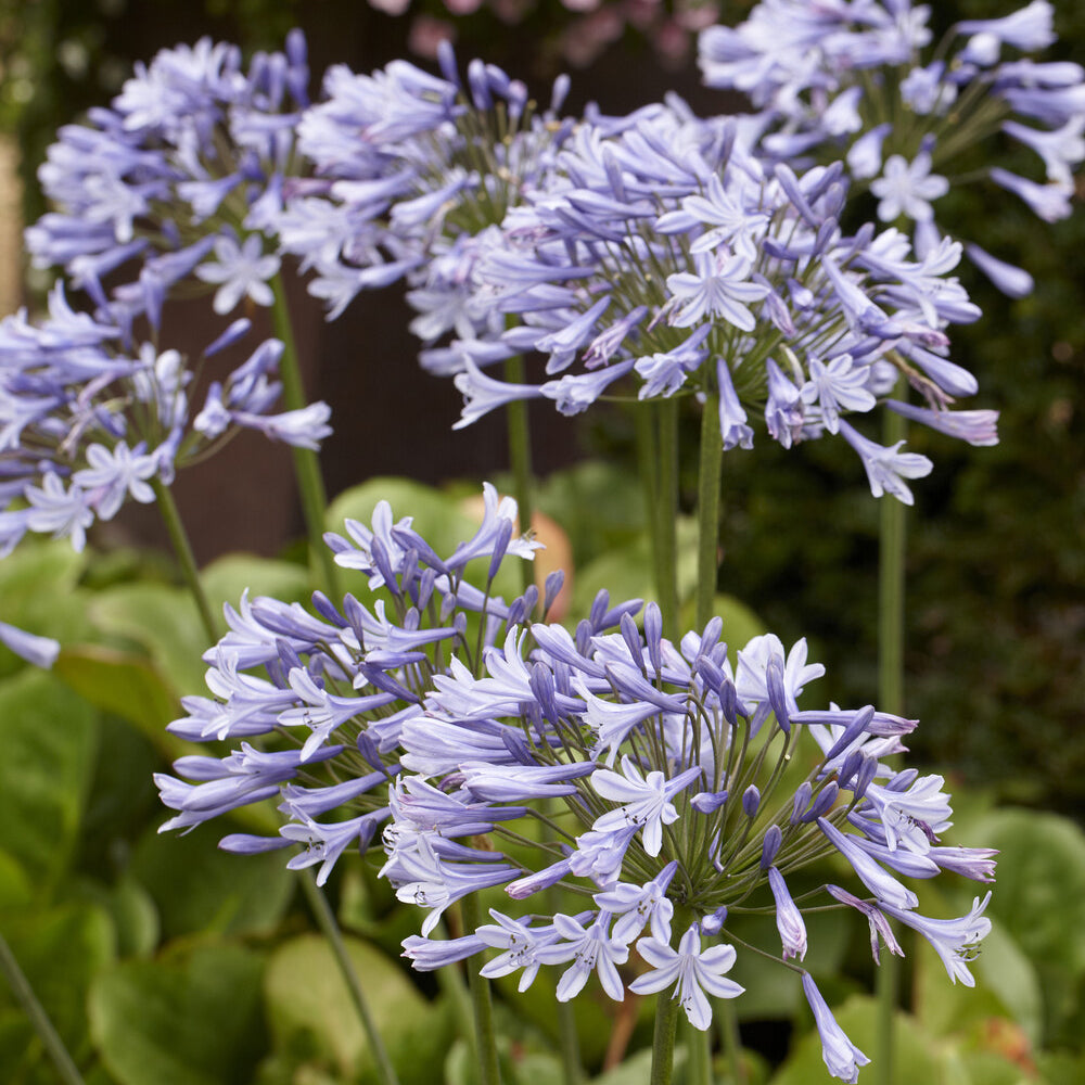 Agapanthes - Agapanthe Doctor Brouwer - Agapanthus x africanus Doctor Brouwer