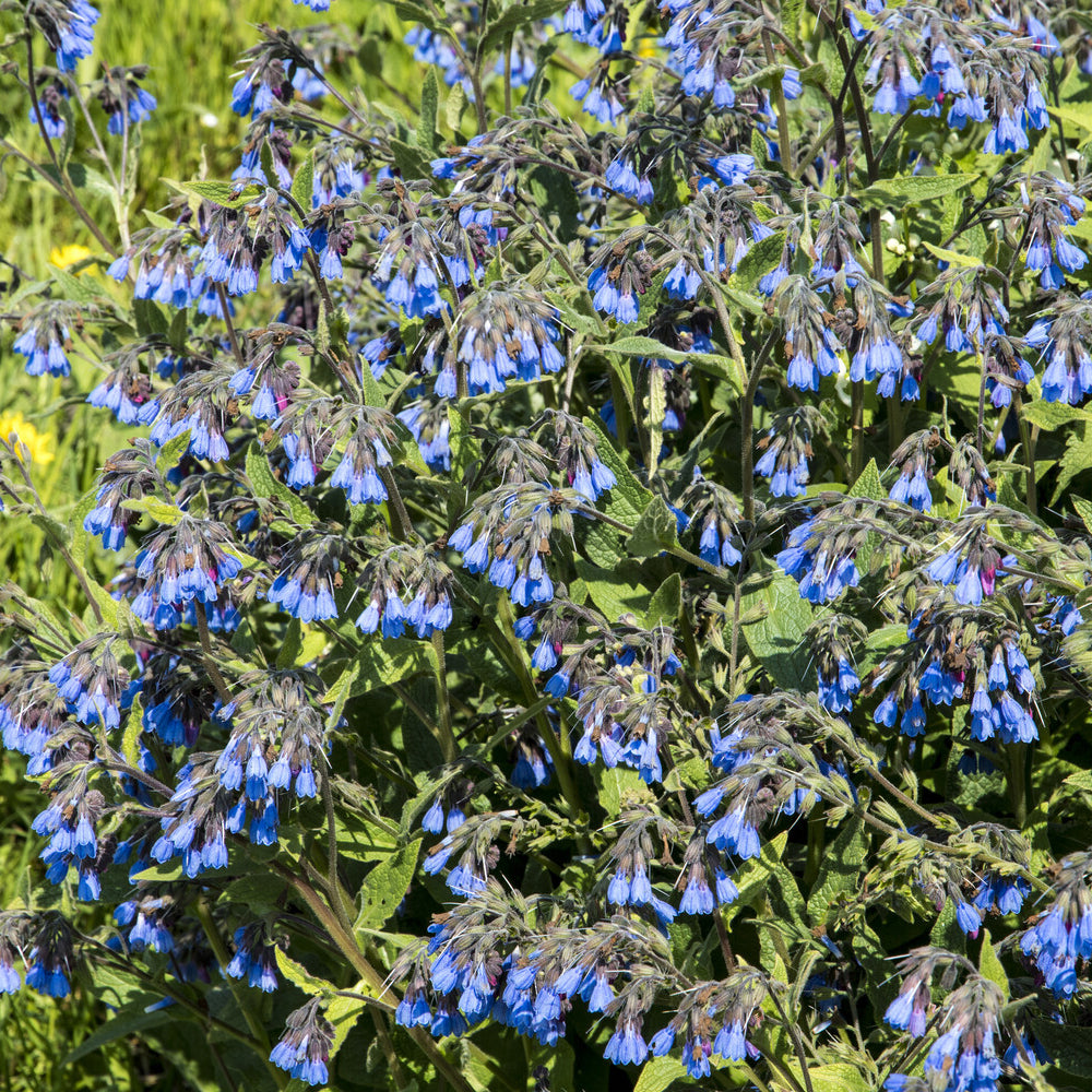 Symphytum azureum - Consoude bleue - Plantes vivaces