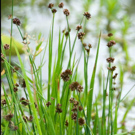 Jonc nain Jonc à feuille en épée - Juncus ensifolius - Plantes d'extérieur