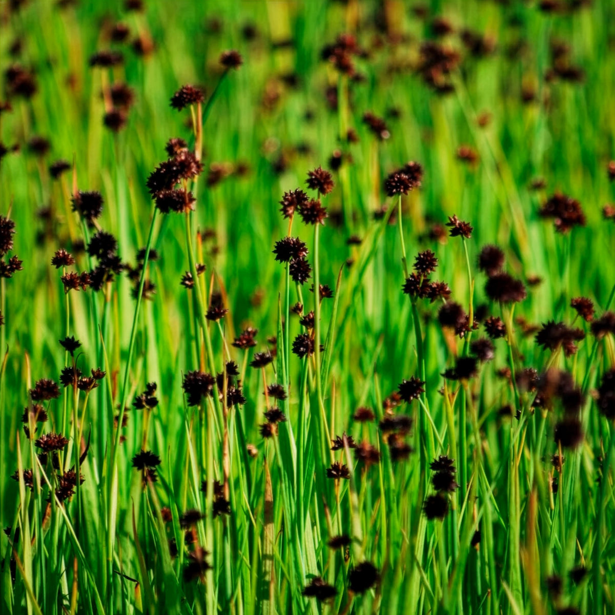 Jonc nain Jonc à feuille en épée - Juncus ensifolius - Bakker