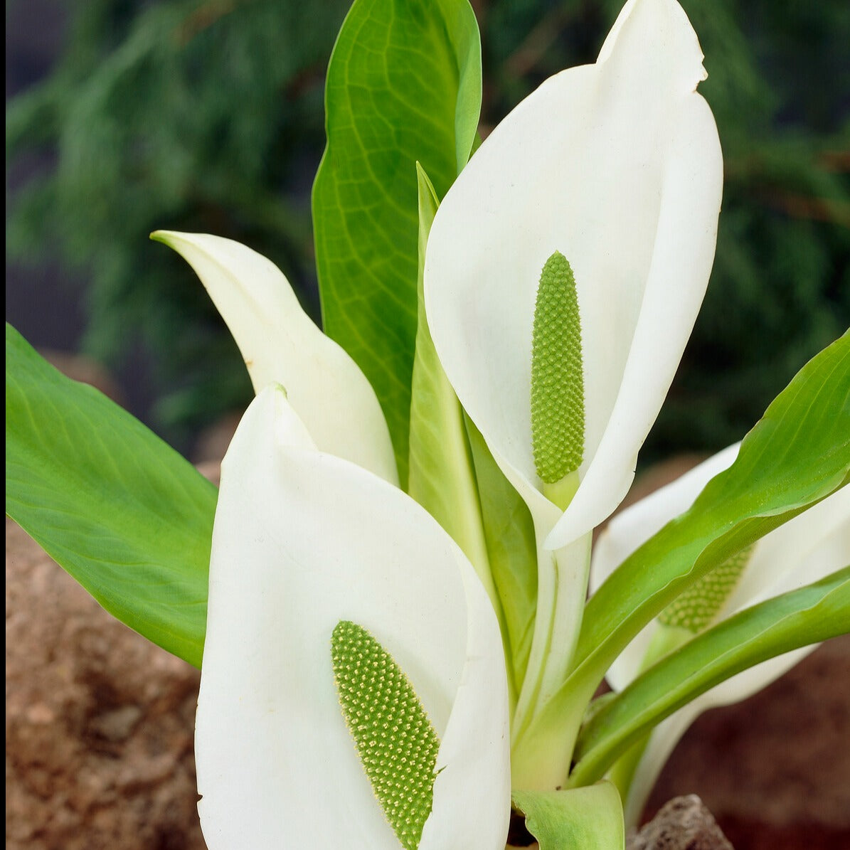 Arum bananier blanc - Lysichiton camtschatcensis - Bakker