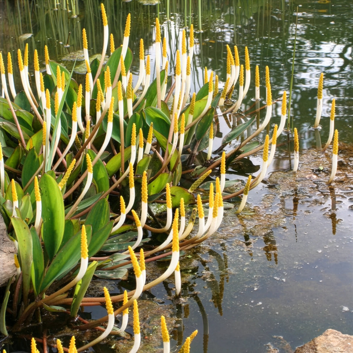 Orontium aquaticum - Plante bougie - Toutes les plantes de bassin