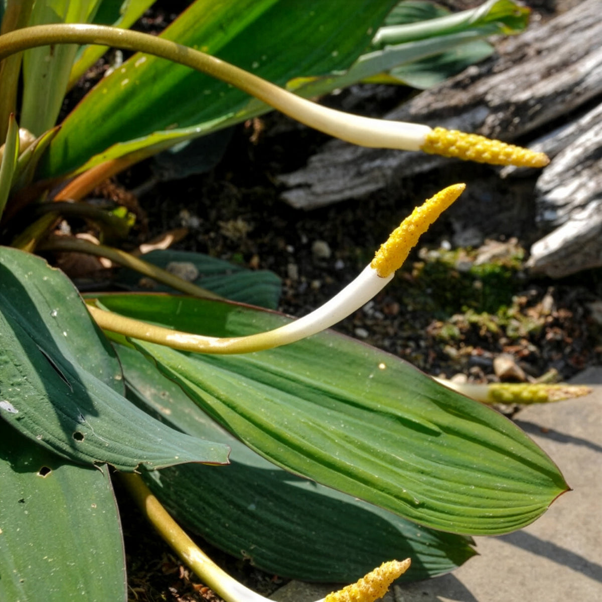 Plante bougie - Orontium aquaticum - Bakker