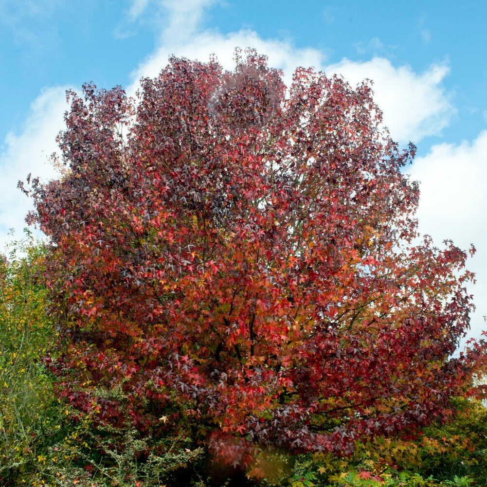 Liquidambar styraciflua - Copalme d'Amérique - Liquidambar - Liquidambar - Copalme