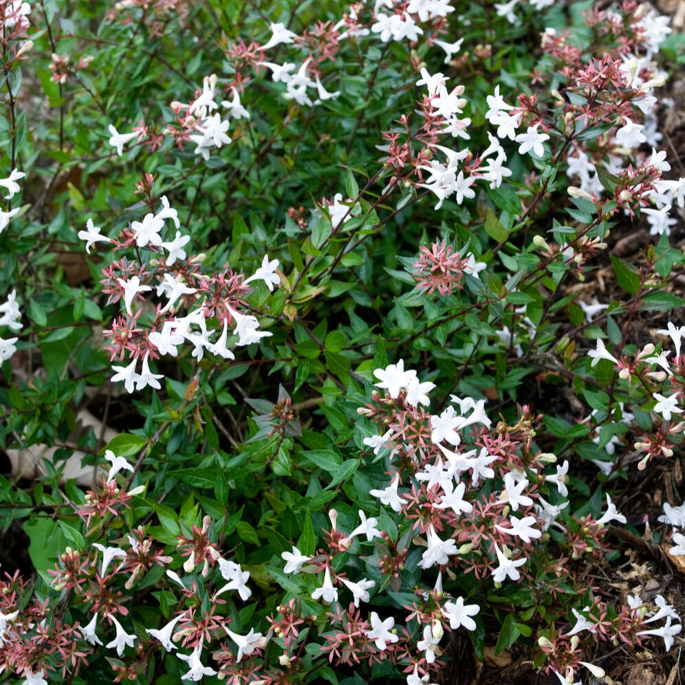 Abélia - Abélia à grandes fleurs Sherwood - Abelia grandiflora 'sherwood'
