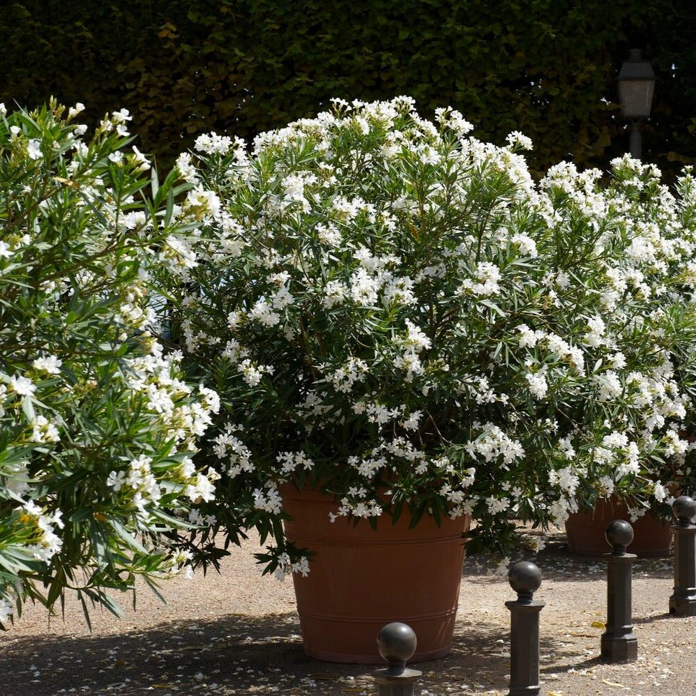 Arbustes fleuris - Laurier-rose à fleurs blanches - Nerium oleander white