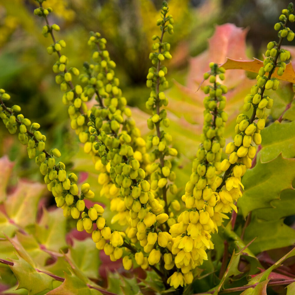 Mahonia media 'winter sun' - Mahonia media Winter Sun - Plantes à feuillage persistant