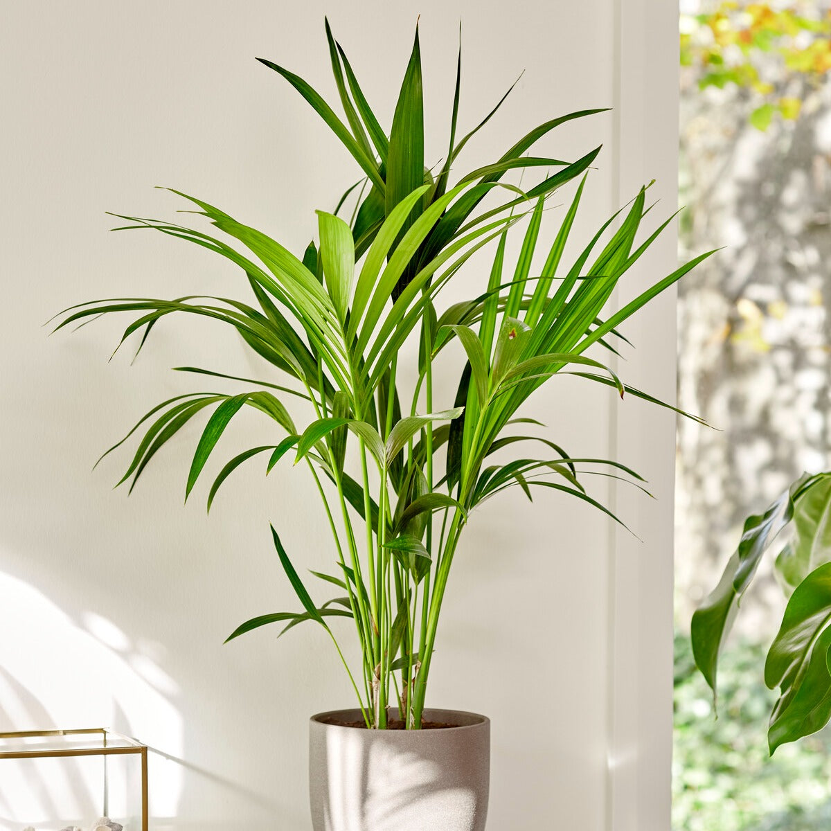 Palmiers d'intérieur - Palmier Kentia Howea forsteriana - Howea forsteriana