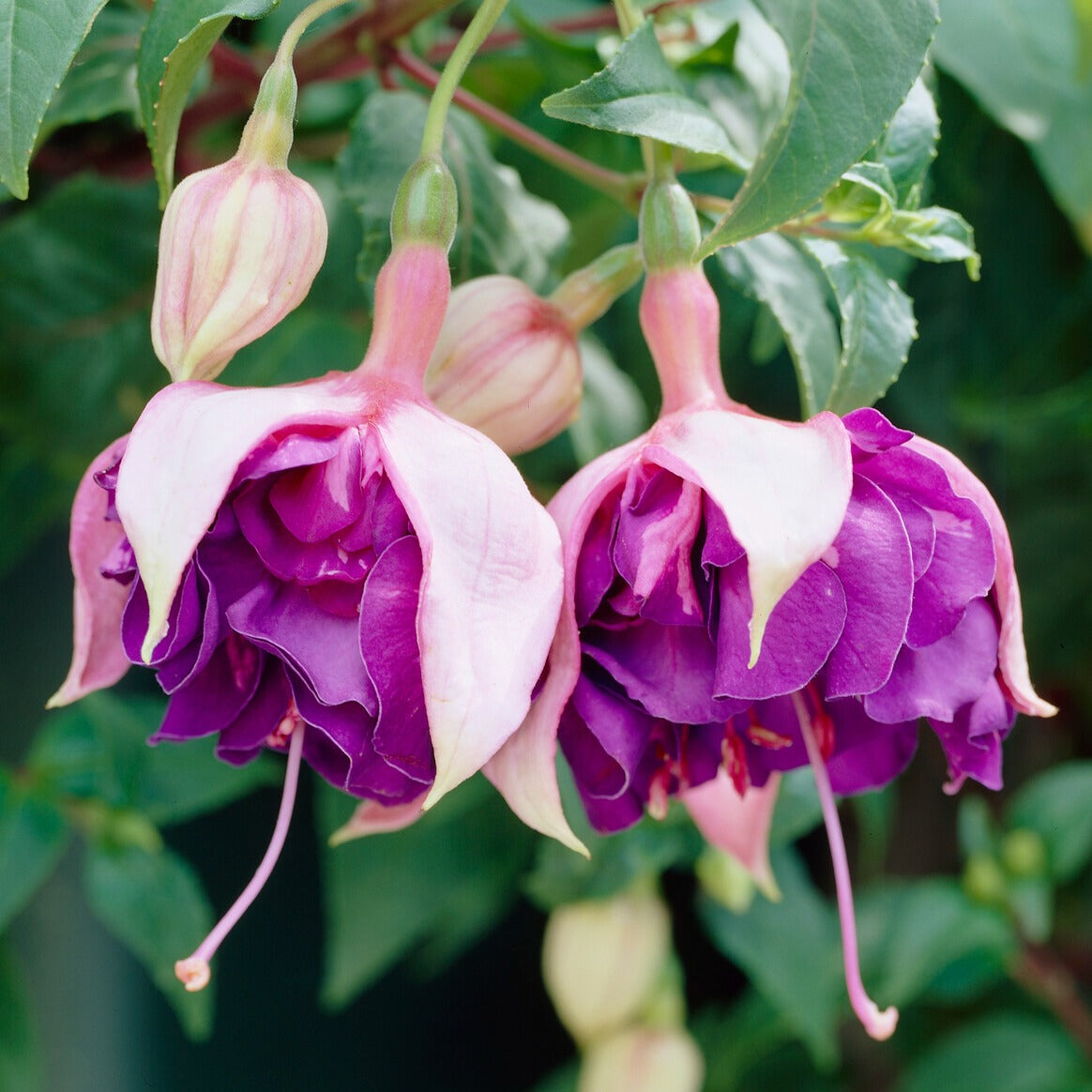 3 Fuchsias retombants Royal Mosaic - Fuchsia Royal Mosaic - Bakker