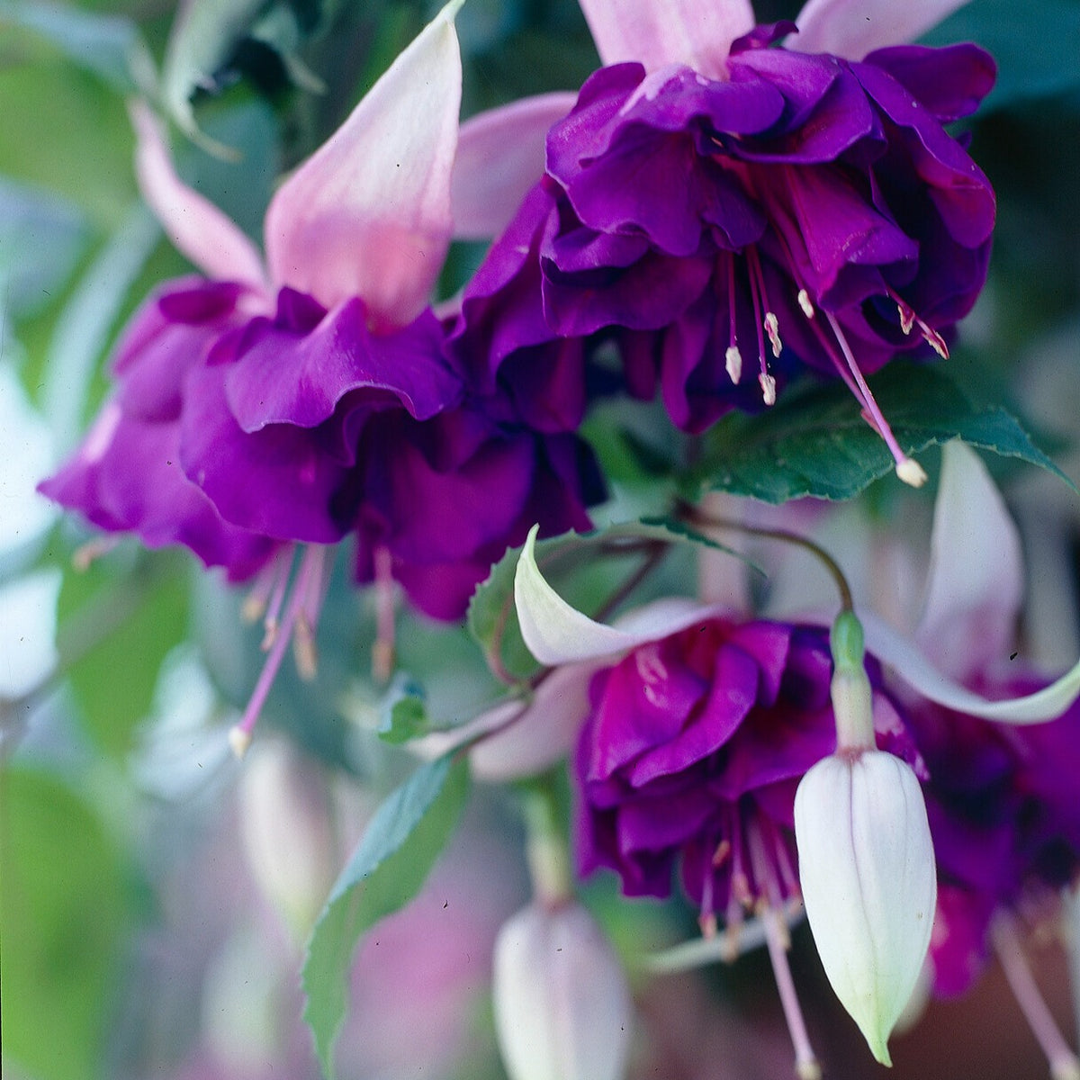 3 Fuchsias retombants Royal Mosaic - Bakker