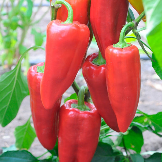Poivron 'Piquillo ' - Bakker