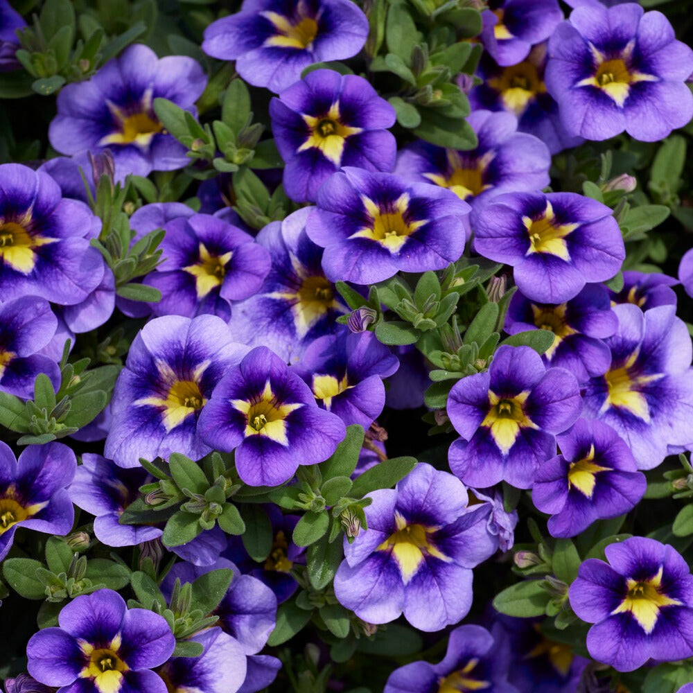 3 Mini-pétunias Bumble Bee - Calibrachoa Cabaret® Bumble Bee - Bakker