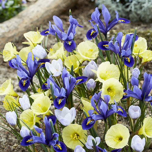 35 Bulbes de fleurs Early Bird en mélange - Bakker