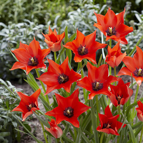 Galanthus, Muscari, Narcissus, Tulipa, Chionodoxa, Anemone, Allium - 100 Bulbes de fleurs 6 Mois de Fleurs en mélange - Packs de bulbes de fleurs