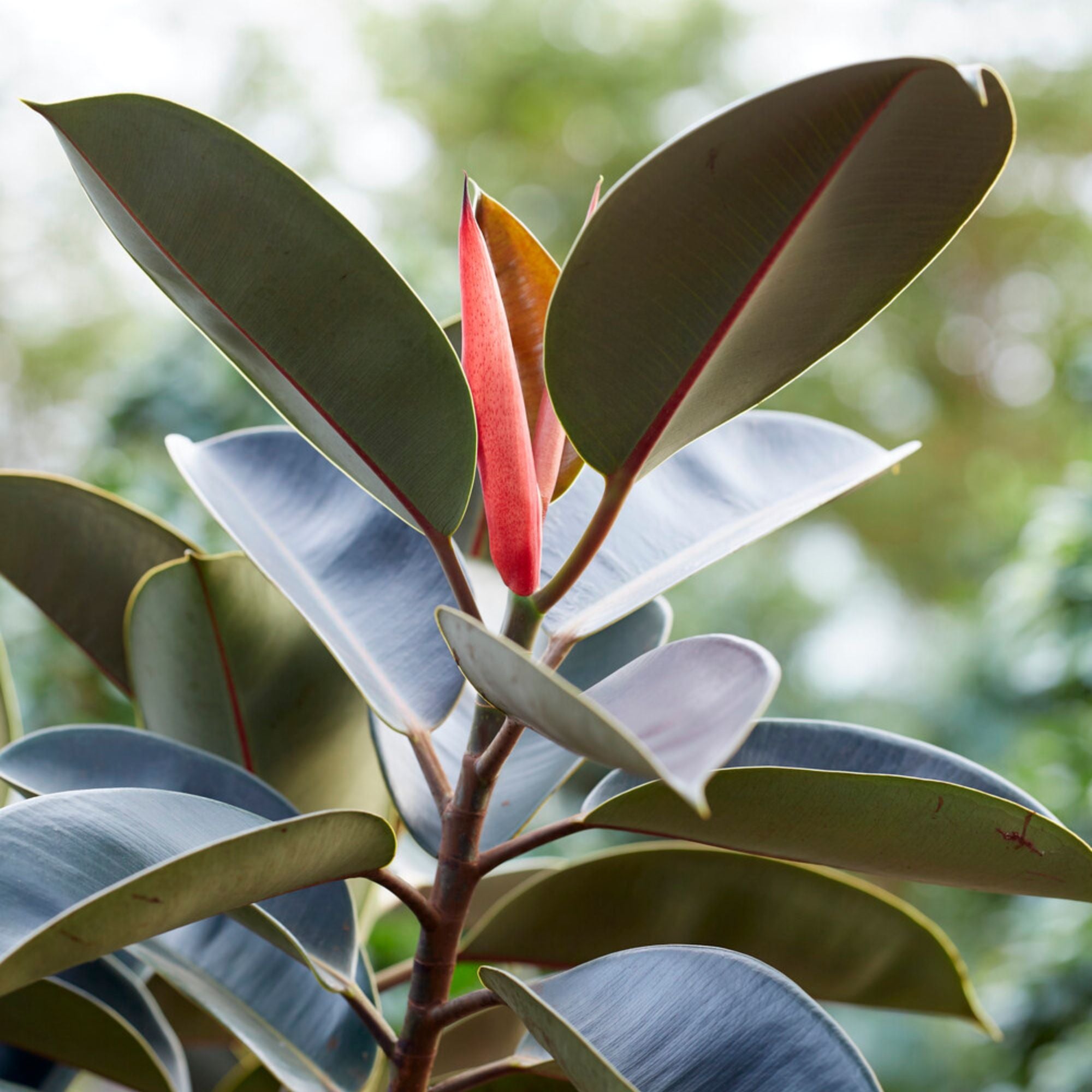 Caoutchouc Robusta | Bakker.com