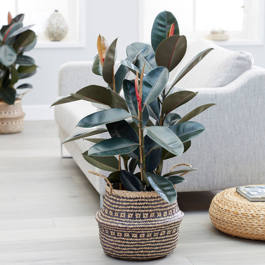 Caoutchouc Abidjan - Bakker