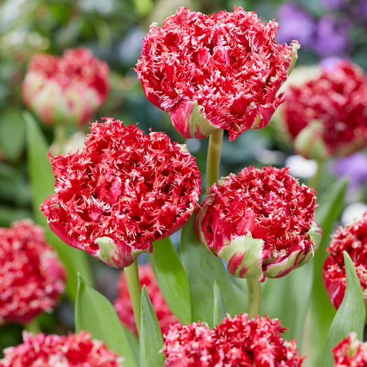 5 Tulipes dentelées double Qatar - Bakker